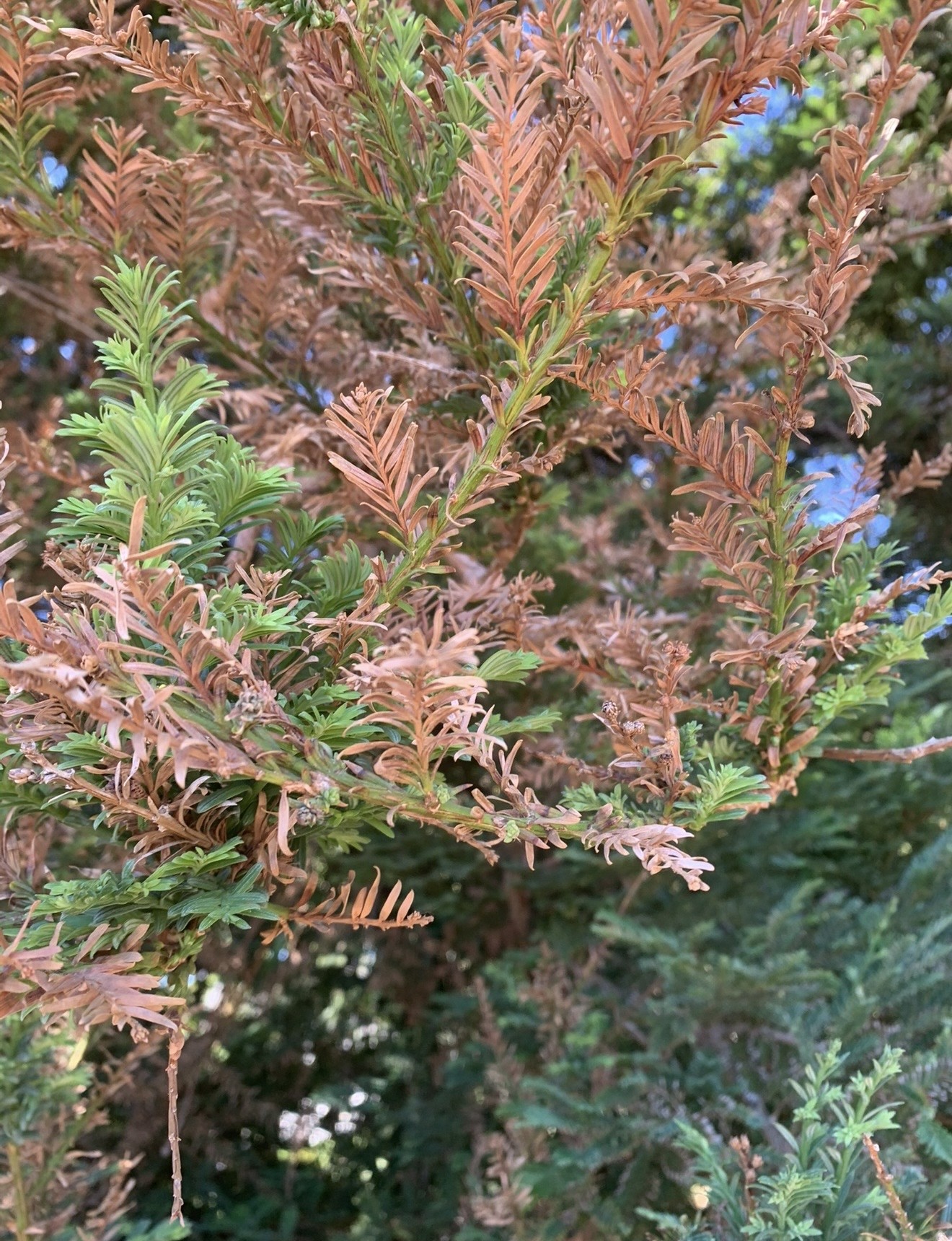 Redwood foliage two months after treatment, with new green growth among browned needles