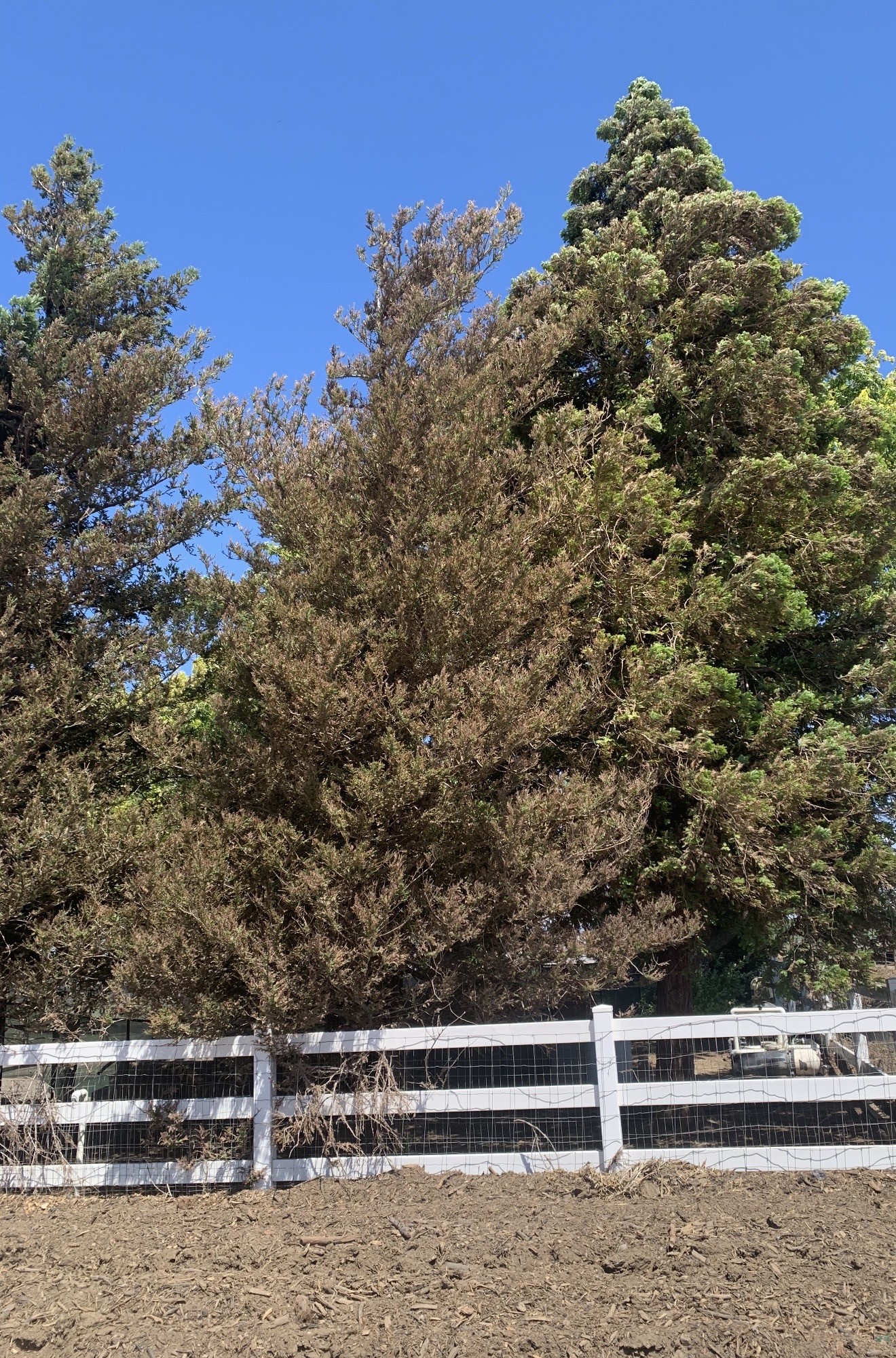 Redwoods before treatment