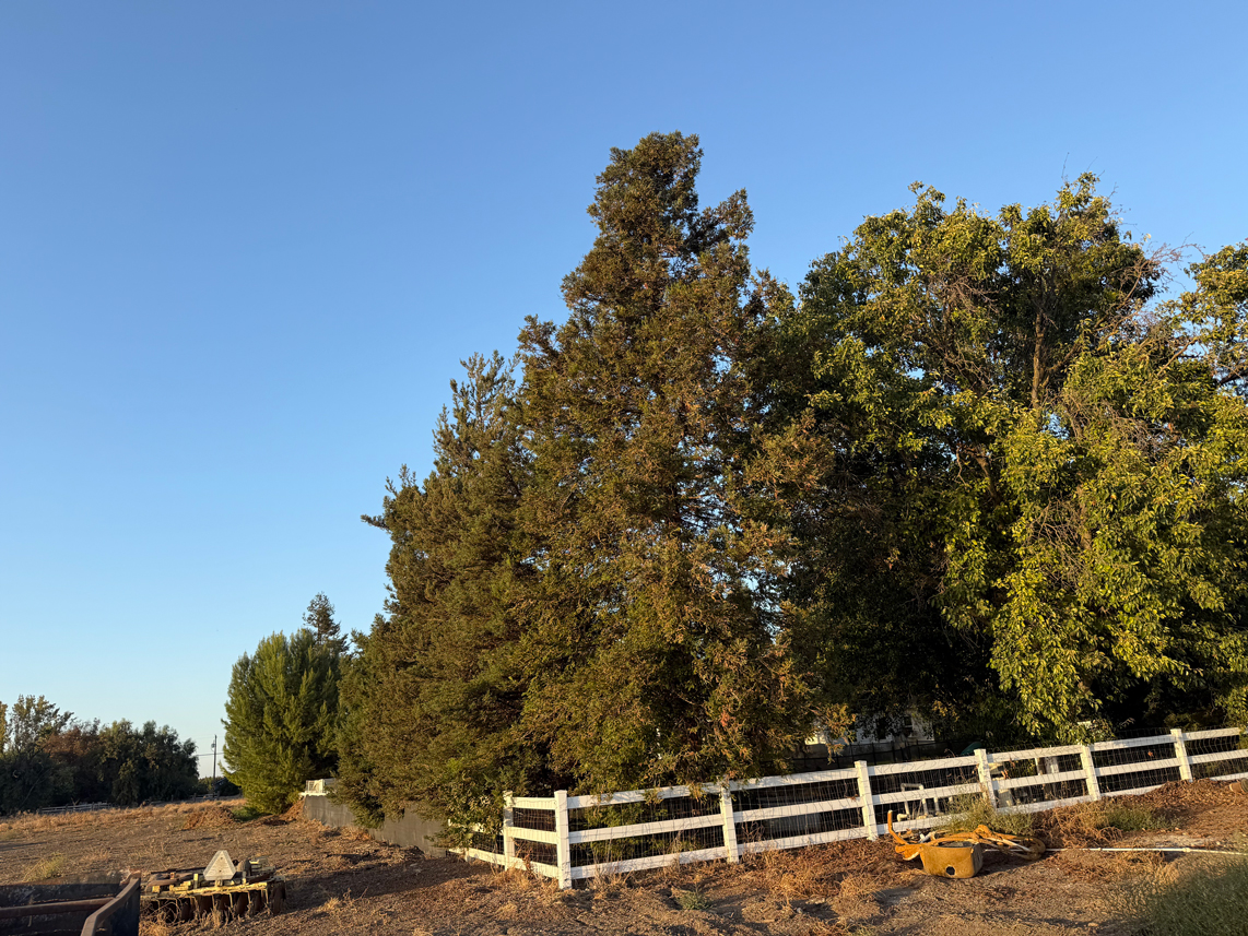 Redwood trees cared for by Jack Davis