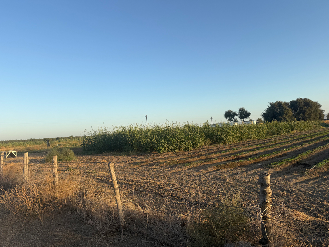 Tall okra plants in a neighboring field at sunset