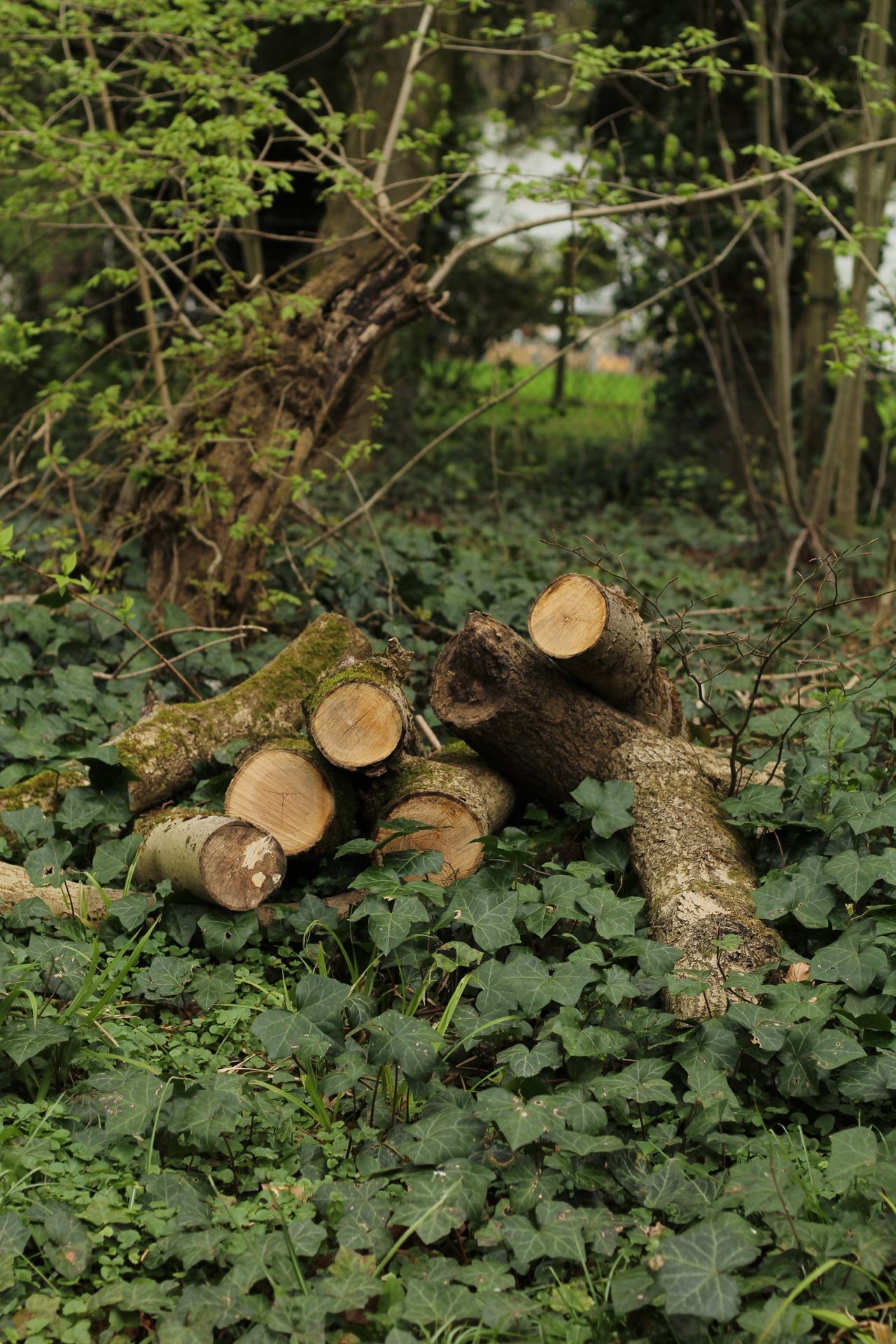 Biomass collected for composting