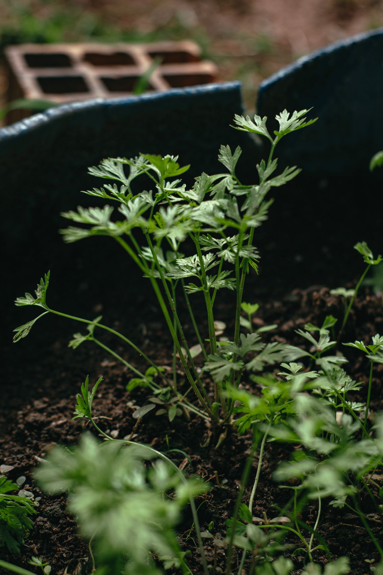Dark, fertile soil held in hands
