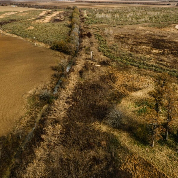 The Real Trees Delivering Fake Corporate Climate Progress