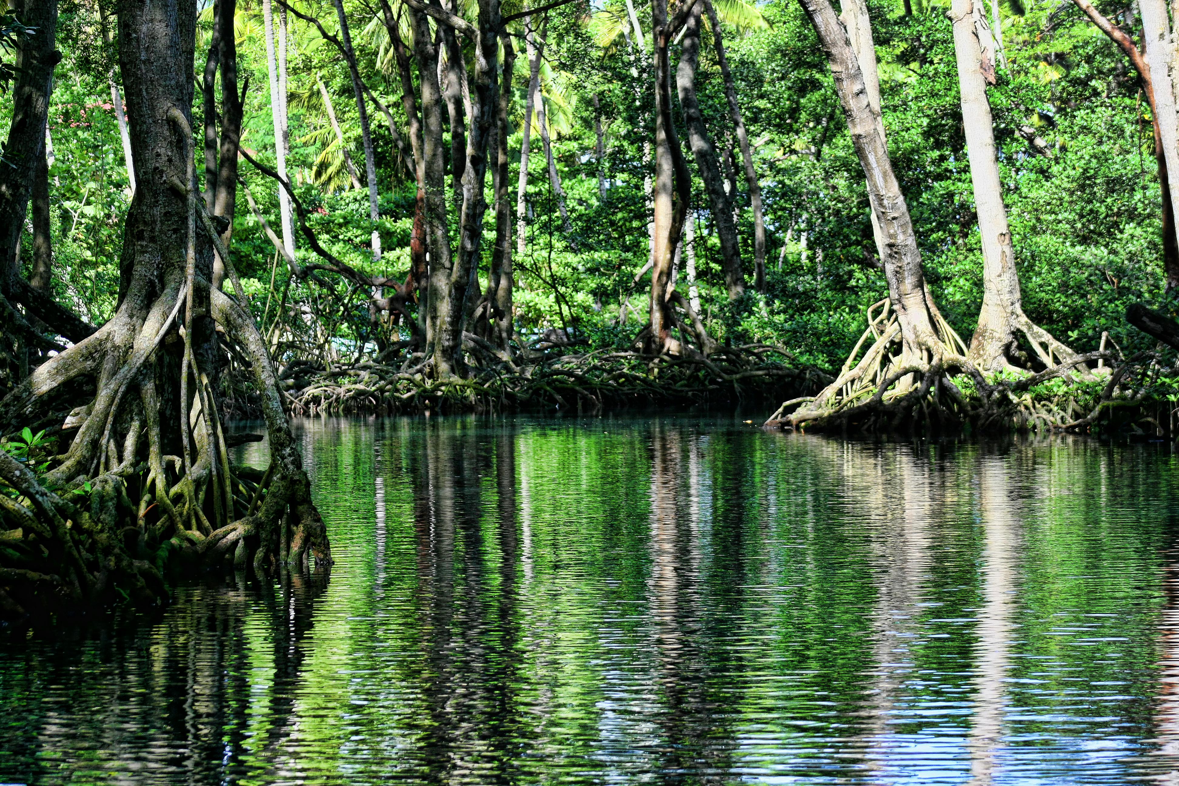 Florida Mangrove Fund FI