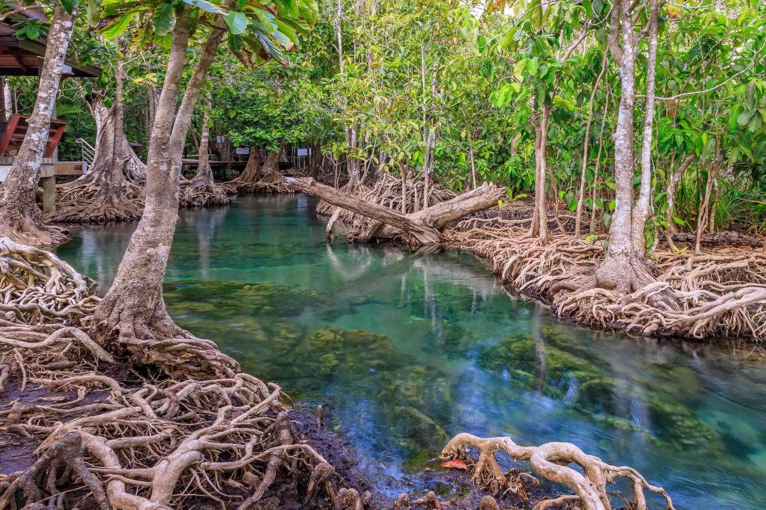 The Sunken Treasure: Why Blue Carbon is the Ultimate Frontier for Climate Investment