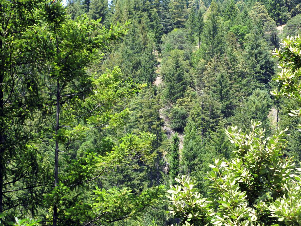 California program overestimates climate benefits of forest offsets